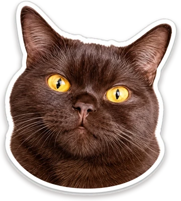 Ralph, le chat d'Adeline, en autocollant